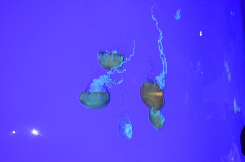Jelly fish wall 2